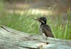 Three-toed woodpecker