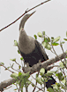 Anhinga