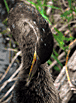 Anhinga