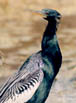 Anhinga