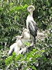 Anhinga