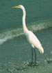 Egret