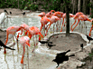 Flamingos