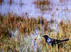 Grackle