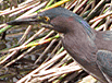 GreenHeron