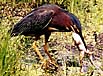 Green heron