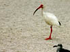 White Ibis