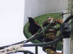Redwinged Blackbird