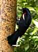 Redwinged Blackbird