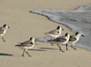Sandpipers