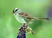 White-crowned Sparrow