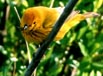 Yellow Warbler
