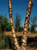 Birch