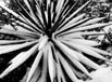 Yucca